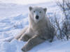 polarbear0s.jpg